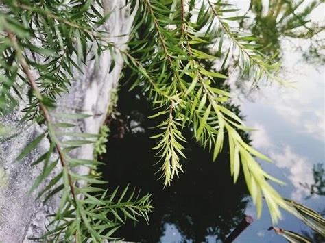 Discover The Magic Of The Nimba Neem Tree