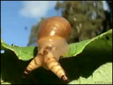 Parasite That Turns Snails Into Zombies R Wtf