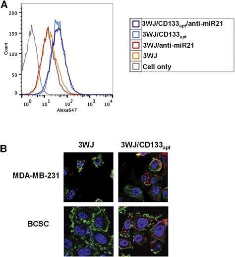 Delivery Of Anti Mirna For Triple Negative Breast Cancer Therapy Using