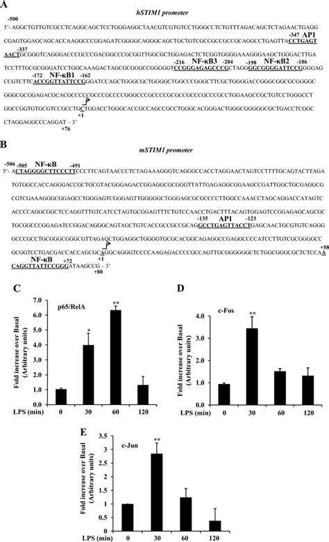 Lps Induces P65 Rela C Fos And C Jun Binding To The Stim1 Promoter A