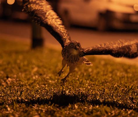 Bird Sightings | Less than 2m from me, she tried to grab a lizard or