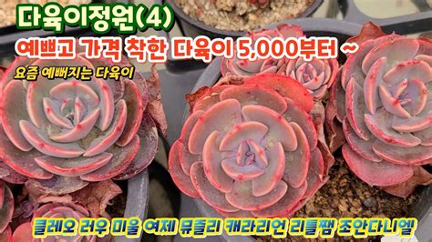 다육이정원 4 예쁜 착한 국민 다육이 5 000원 군생까지 클레오 미울 라울 뮤즐리 리틀쨈 백도 YouTube