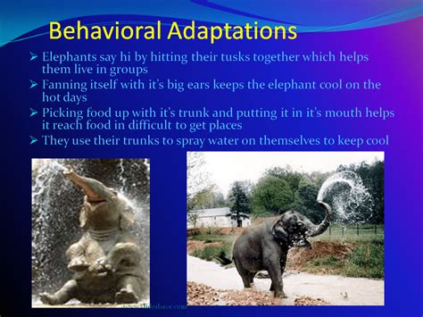 Awasome Examples Of Behavioral Adaptations Of Animals References