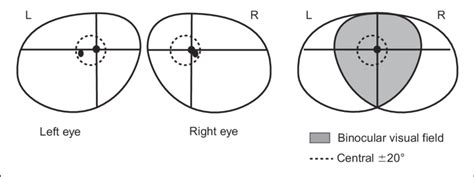 The Normal Binocular Visual Field Approximately 1208 In Horizontal