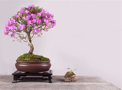 Flowering Bonsai Trees – Care Guide | Bonsai 2 U Blog