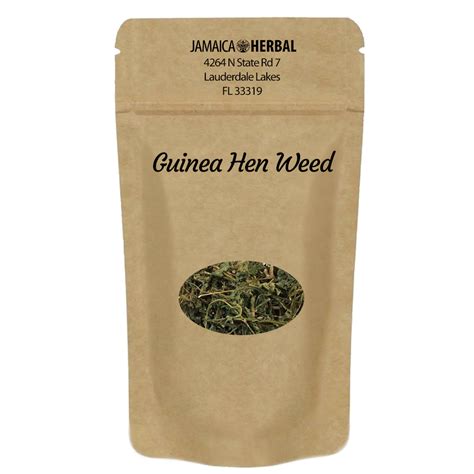 Guinea Hen Weed Raw Herb | Fight Cancer, Enlarged Prostate Support ...