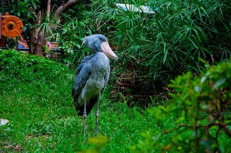 Premium Photo | Japan tokyo ueno zoo star animals whalebill