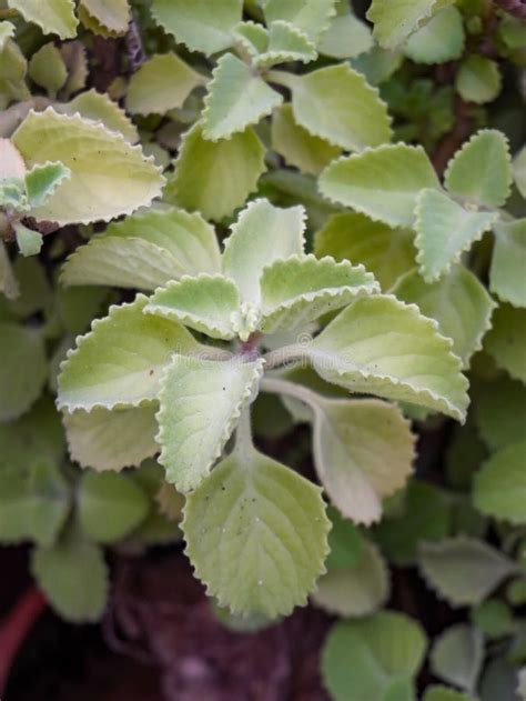 Ajwain Leaves Health Benefits