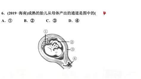 初中生物人教版 新课标七年级下册第二节 人的生殖作业课件ppt 教习网课件下载