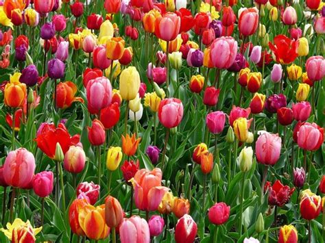 50 Tulip Bulbs Spectacular Rainbow Mix All Colorspack Of 50 Etsy