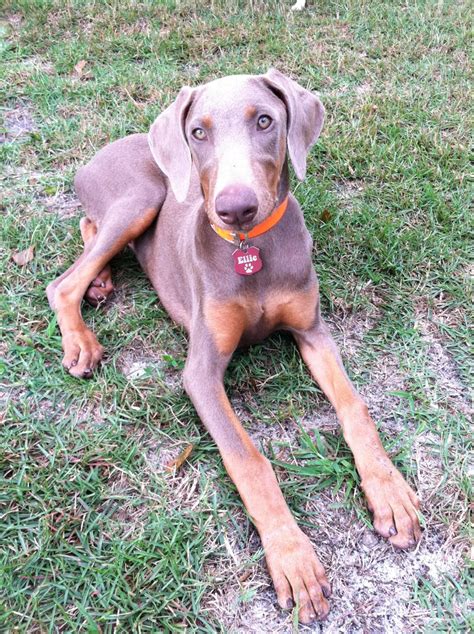 My Fawn Doberman Puppy Ellie