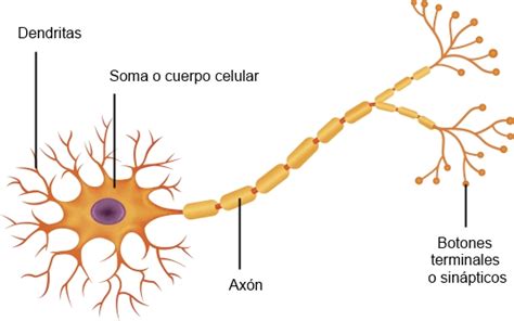 Sesión plenaria Observación voluntario botones sinapticos definicion ...
