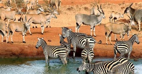 Tage Safari Nach Tsavo Ost West Und Amboseli Ab Mombasa Getyourguide