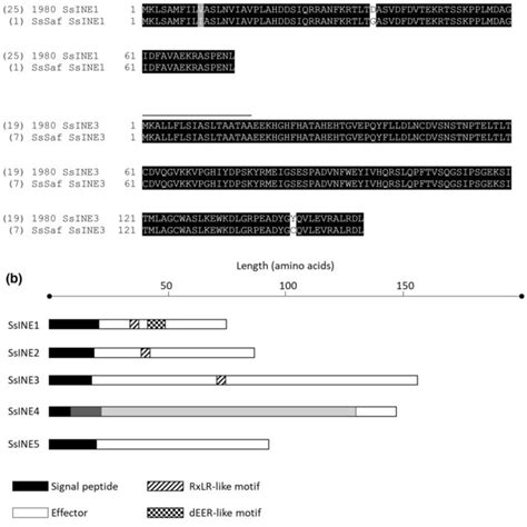 Amino Acid Conservation And Predicted Features Of Ssines A Alignment