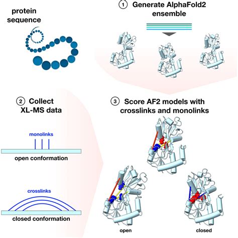 Modeling Flexible Protein Structure With AlphaFold2 And Crosslinking