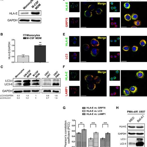 Modulation Of U937 Susceptibility To Nk Mediated Lysis Upon Pma Induced Download Scientific