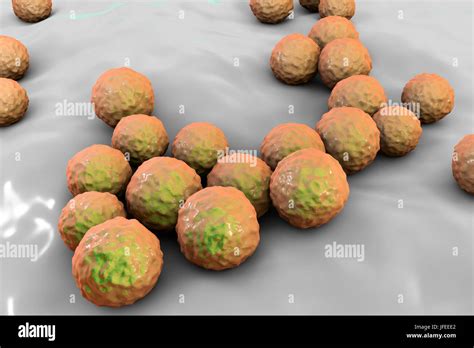 Enterococcus Faecalis Computer Illustration Of Enterococcus Faecalis