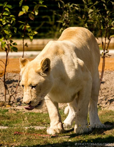 White Lioness - Photorasa Free HD Photos