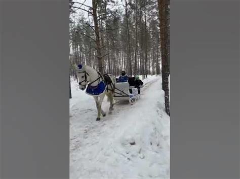 Конь сани дети - YouTube