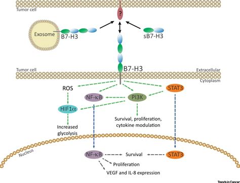 B7-H3 in Cancer – Beyond Immune Regulation: Trends in Cancer