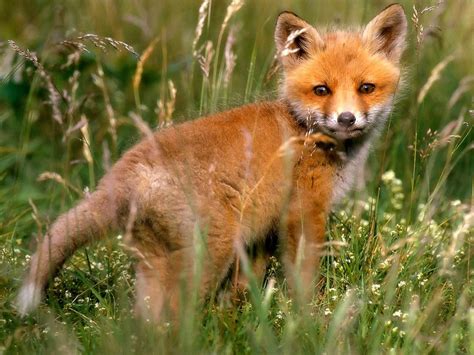 ImÁgenes Y Fotos De Animales Zorros