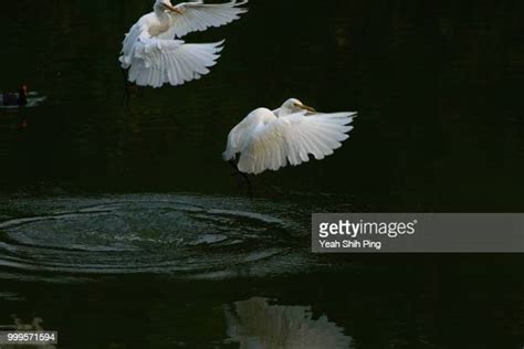 Su Shih Fotografías E Imágenes De Stock Getty Images