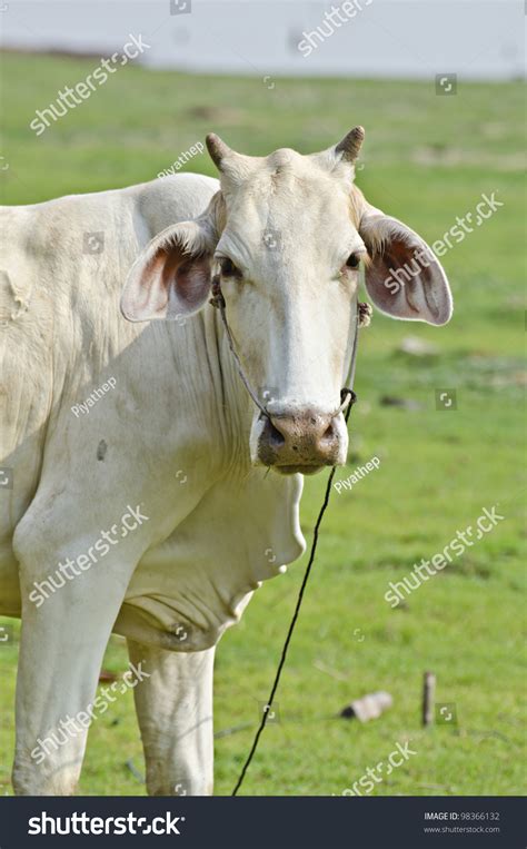 Animal Stock Photo 98366132 Shutterstock