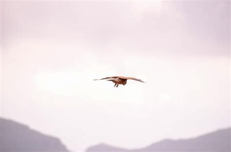 Premium Photo Hunting And Flying Common Kestrel Hawk Bird