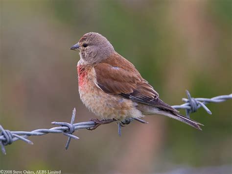 Linnet | Linnet, Wildlife photography, Beautiful birds