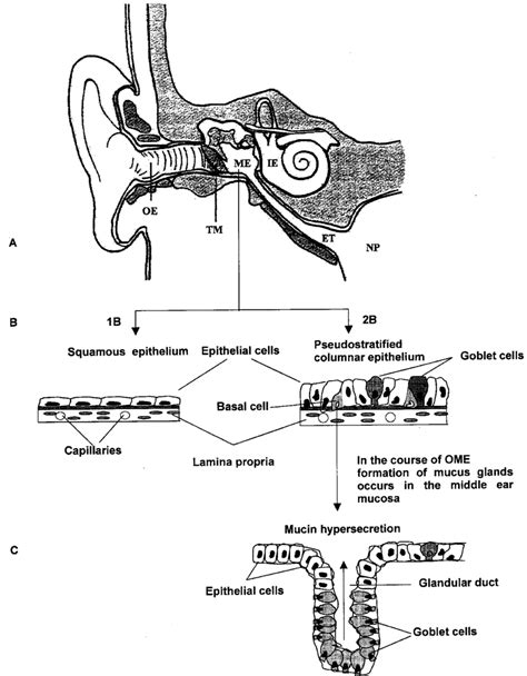 Anatomy Of The Ear Schematic Structure Of The Middle Ear Epithelium Download Scientific