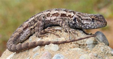 The Western Fence Lizard Critter Science