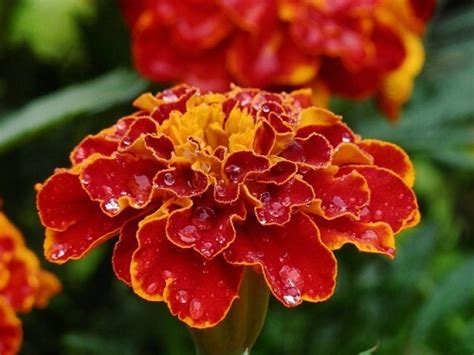 Reasons Why Your Marigolds Aren T Blooming Golly Gee Gardening