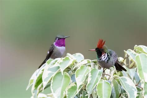 Foto Topetinho Vermelho Lophornis Magnificus Por Jarbas Mattos Wiki