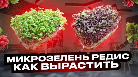 Микрозелень Редис! Как посадить и вырастить микрозелень редиса!? Бизнес ...