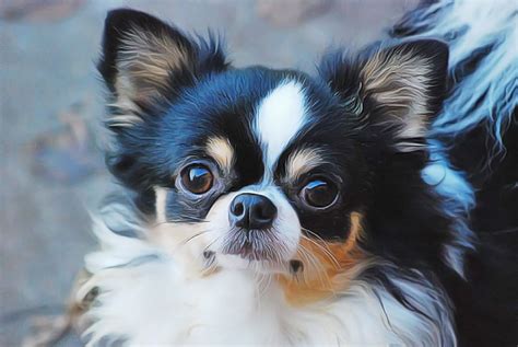 Colors & Markings | The Chihuahua Club of America