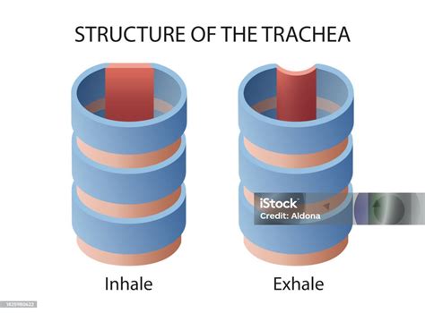 Structure And Function Of The Trachea Stock Illustration - Download ...