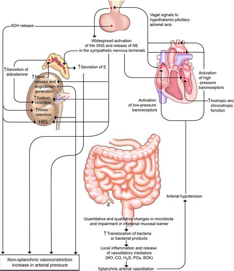 Albumin In Decompensated Cirrhosis New Concepts And Perspectives Gut