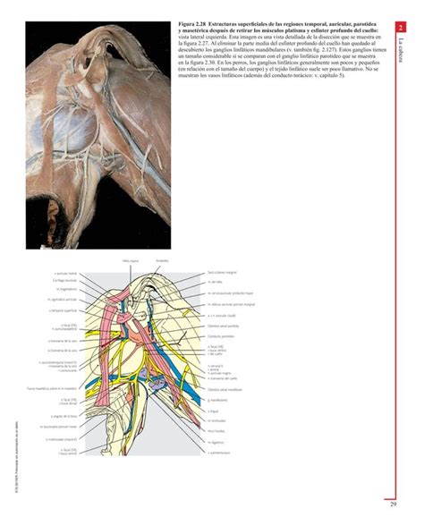 Atlas En Color De Anatomia Veterinaria El Perro Y Del Gato