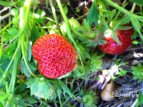 The Backroad Life: Strawberry Picking Tips