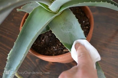 What To Do With Aloe Vera Plant After Cutting Plantă Blog