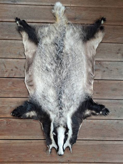 Continental European Wild Badger Skin Rug Hide Fur Pelt Etsy