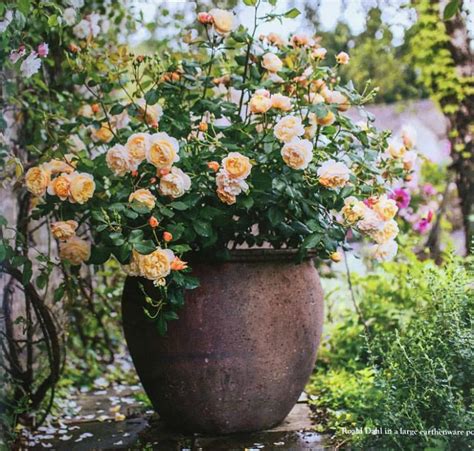 El Encanto De Las Rosas En Macetas Y Contenedores El Blog De La Tabla