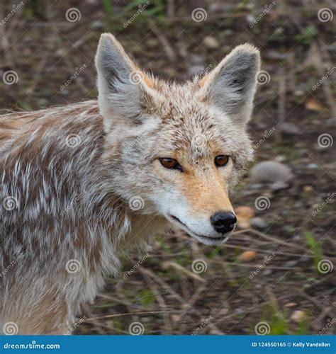 Face Coyote Stock Photos - Download 250 Royalty Free Photos