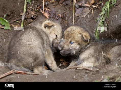 Timber wolf or grey wolf pups playing with each other in Canada Stock ...