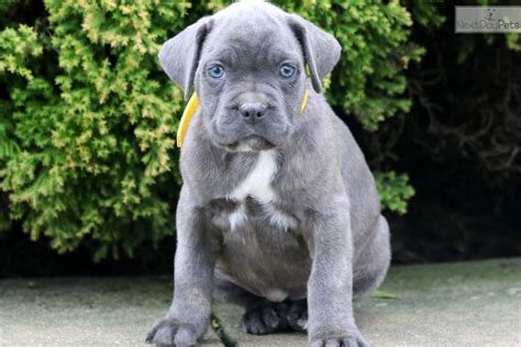 Blossom Cane Corso Mastiff Puppy For Sale Near Lancaster Pennsylvania