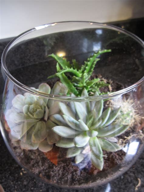 Three Sisterz: Indoor Terrarium