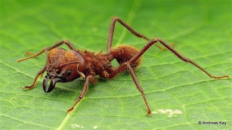 Pin On Other Insects And Spiders Of Ecuador