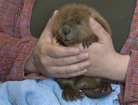 Cute alert: Orphaned baby beaver thrives in Calgary care | Globalnews.ca