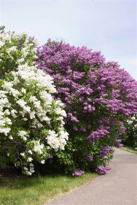 For Full Sun Flowering Bushes