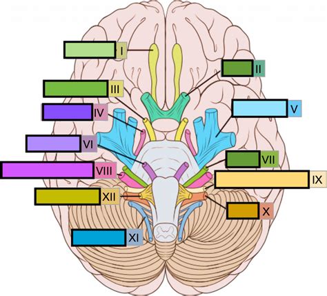 lab 14 peripheral nervous system Diagram | Quizlet